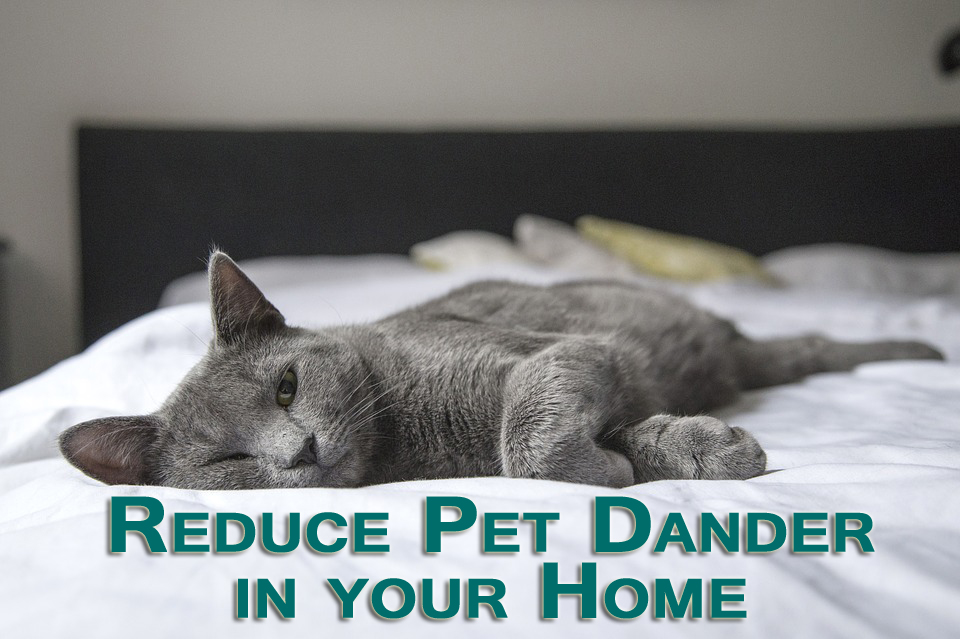 Reduce Pet Dander Carpet Newnan Peachtree City