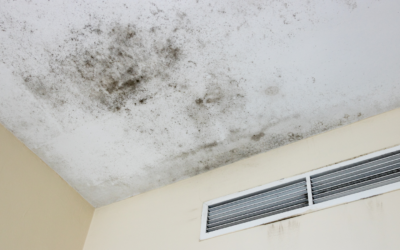 5 Common Signs You May Have Mold in Your Home