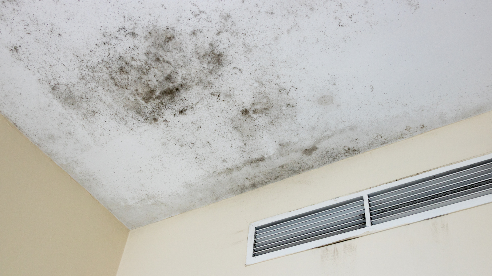 mold-